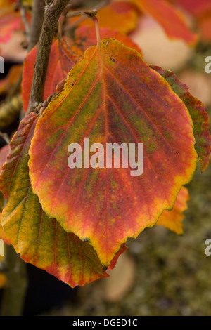 Hamamelis x intermedia Orange Peel Laub im Herbst Close Up Stockfoto