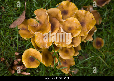 Honig-Pilz Armillaria Mellea Close Up in Waldgebieten Stockfoto