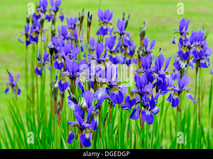 Nahaufnahme auf Gruppe von Iris siberica Blue Iris Blumen Stockfoto