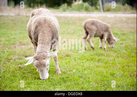 Mutterschaf mit Lamm Weiden in Polen Stockfoto