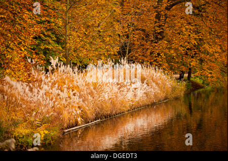 Chinaschilf Ziergras im Garten wachsen Stockfoto