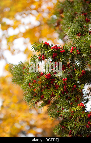 Taxus Baccata oder Eibe rote Früchte am Zweig Stockfoto