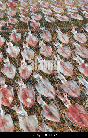 Getrockneter Tintenfisch Stockfoto