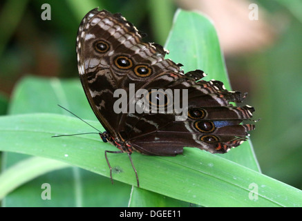 Blue Morpho (Morpho Peleides) auch bekannt als Kaiser Schmetterling zeigt Außenflügel geschlossen Stockfoto