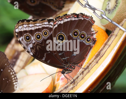 Blue Morpho (Morpho Peleides) geschlossen auch bekannt als Kaiser Schmetterling zeigt Außenflügel und ernähren sich von Obst Stockfoto