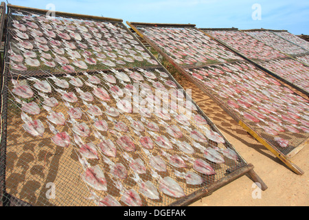 Getrockneter Tintenfisch Stockfoto