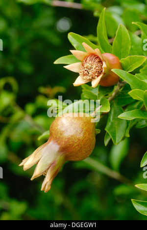Granatapfel-Knospen Stockfoto