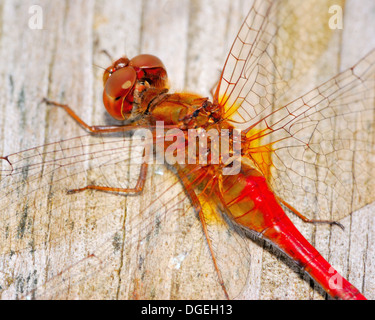 Eine Nahaufnahme Makro erschossen rot Darner Libelle Kopf. Stockfoto