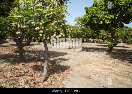 Mangos wachsen auf Bäumen eingebettet zwischen Cashew-Nuss-Bäume auf einer Cashew-Farm in der Nähe von Sokone, Senegal Stockfoto