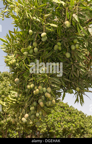 Mangos wachsen auf Bäumen eingebettet zwischen Cashew-Nuss-Bäume auf einer Cashew-Farm in der Nähe von Sokone, Senegal Stockfoto