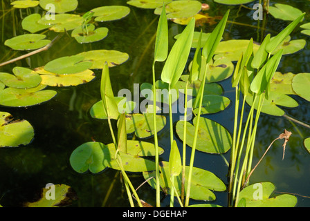 Seerosen in einem künstlichen Teich Stockfoto