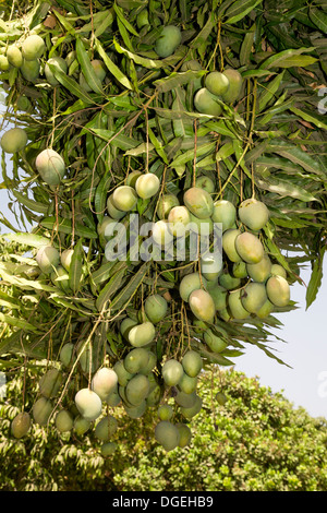 Mangos wachsen auf Bäumen eingebettet zwischen Cashew-Nuss-Bäume auf einer Cashew-Farm in der Nähe von Sokone, Senegal Stockfoto