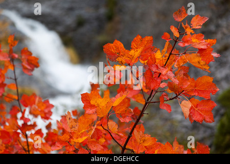 Ahornbaum im Herbst mit Wasserfall im Ordesa Nationalpark, Huesca, Aragon, Spanien, Europa Stockfoto