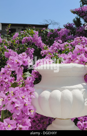 Bougainvillea-Blüten und weißem Blumentopf Stockfoto