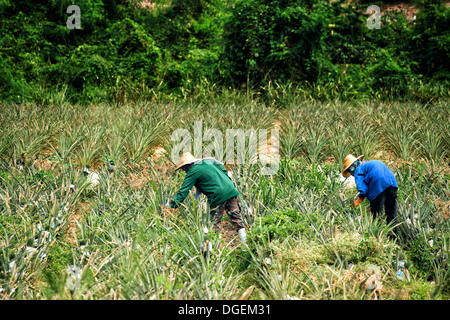 Thai Landarbeiter Jäten ein Ananas-Feld außerhalb Hua Hin, Thailand. Stockfoto