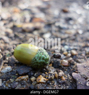 Eine Nahaufnahme von einer kleinen grünen Eichel auf dem Boden liegend. Stockfoto