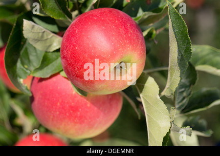 Bio-Äpfel hängen an einem Apfelbaum im Herbst Stockfoto