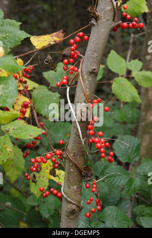 Schwarz-Zaunrübe (Tamus Communis), wächst in Hazel Coppice, West Yorkshire, UK, Oktober Stockfoto