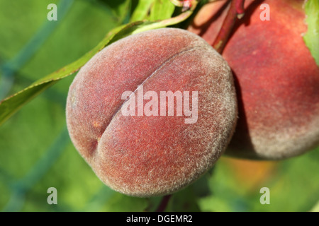 Bio Pfirsiche hängen ein Peachtree im Sommer Stockfoto