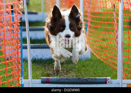 Newark, Großbritannien. 20. Oktober 2013. Flyball bei Robin Hood Spiel und Land zeigen. Bildnachweis: Penny Fillingham/Alamy Live-Nachrichten Stockfoto