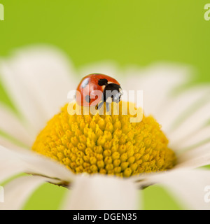 Ein Marienkäfer auf die Blüte einer Blume im Sommer Stockfoto