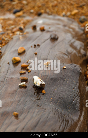 verwitterte rissige Treibholz Drift Holz Log Protokolle Balken Holzbalken auf einem nassen Stein Stein Kies Strand am Meer Meer in East Sussex Stockfoto