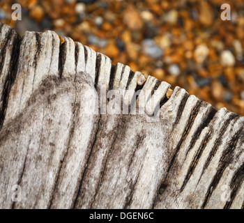 verwitterte rissige Treibholz Drift Holz Log Protokolle Balken Holzbalken auf einem nassen Stein Stein Kies Strand am Meer Meer in East Sussex Stockfoto