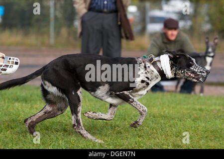 Newark, Großbritannien. 20. Oktober 2013. Taumelte simuliert Lure Coursing in Robin Hood Spiel und Land zeigen. Bildnachweis: Penny Fillingham/Alamy Live-Nachrichten Stockfoto