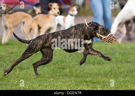 Newark, Großbritannien. 20. Oktober 2013. Lurcher simuliert Lure Coursing in Robin Hood Spiel und Land zeigen. Bildnachweis: Penny Fillingham/Alamy Live-Nachrichten Stockfoto