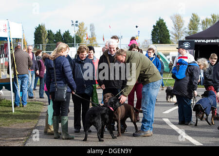 Newark, Großbritannien. 20. Oktober 2013. Hunde begrüßen einander bei Robin Hood Spiel und Land zeigen. Bildnachweis: Penny Fillingham/Alamy Live-Nachrichten Stockfoto