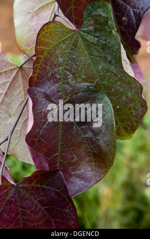 Cercis Canadensis Forest Pansy Oktober 'Ruby Falls' Blatt Stockfoto