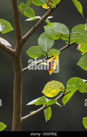 Gemeinsame Hasel (Corylus Avellana) in Herbstfärbung, West Yorkshire, UK, Oktober Stockfoto