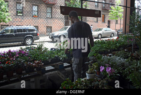 Harlem, New York, USA. 20. Juni 2013. Ein Mann besucht das Urban Garden Center in Harlem, New York, USA, 20. Juni 2013. Die Betten des Gartens entstanden in Milch tragen Kisten aus Kunststoff. New York ist bekannt für Hochhäuser und Straßenschluchten, aber die Metropole ist auch überraschend grün. Mit "Urban Gardening" zurück viele Menschen zur Natur - ob im Gesundheitsbewusstsein oder pure Notwendigkeit. Foto: Christina Horsten/Dpa/Alamy Live News Stockfoto