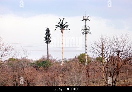 Drei Handy-Masten getarnt als Bäume in der Mosi-Oa-Tunya Nationalpark in der Nähe von Victoria Falls, Sambia Afrika Stockfoto