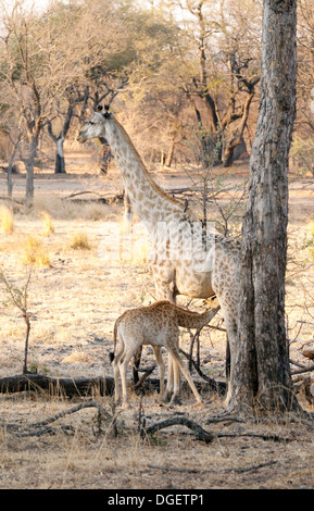 Angolanische Giraffe (Giraffa Plancius Angolensis) füttern Babys, Mosi Oa Tunya-Nationalpark, Sambia Afrika Stockfoto