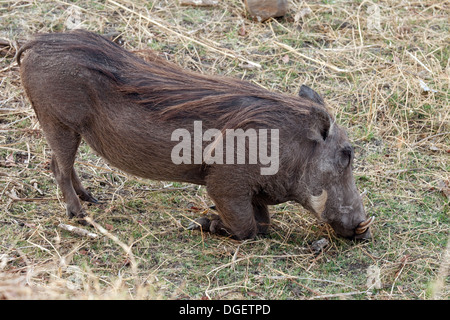 Warzenschwein - Phacochoerus Africanus - Erwachsenen kniete Fütterung, Mosi Oa Tunya-Nationalpark, Sambia, Afrika Stockfoto