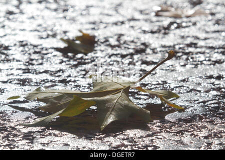 London UK. 20. Oktober 2013.  Herbst Blätter verstreut auf der Mall in London Credit: Amer Ghazzal/Alamy Live-Nachrichten Stockfoto