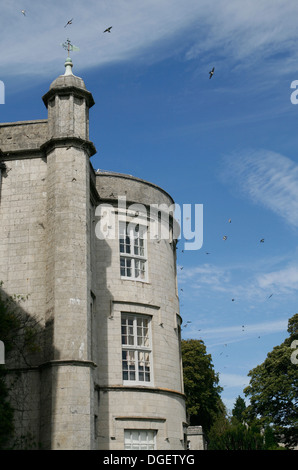 Mehlschwalben Plas Newydd NT Isle of Anglesey Wales UK Stockfoto