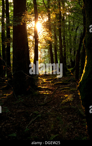 Am Abend Sommer Sonne durch die Bäume shinning Stockfoto