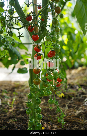 Sweet Cherry-Tomate Erbsenpflanze Stockfoto