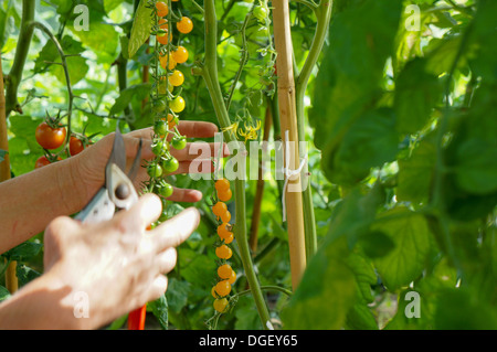 Gold Rush Cherry Tomatenpflanze Stockfoto