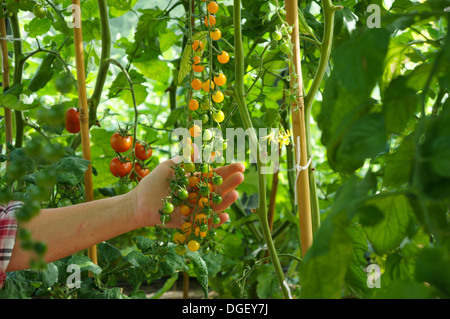 Gold Rush Cherry Tomatenpflanze Stockfoto