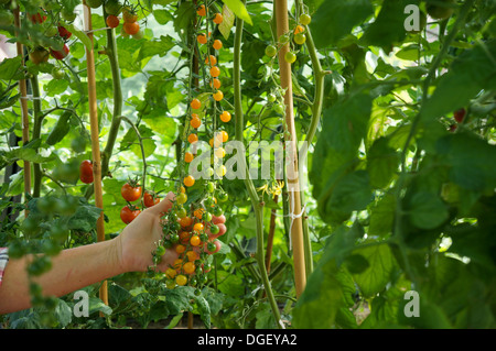 Gold Rush Cherry Tomatenpflanze Stockfoto
