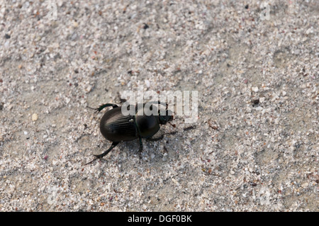 Dor Beetle Stockfoto