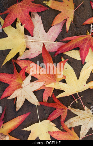 Herbstlaub auf nassem Pflaster. Stockfoto