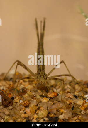 Ein Calopteryx Virgo schöne Prachtlibelle Nymphe. Foto in ein Aquarium einrichten und Kreatur freigegeben unverletzt danach Stockfoto