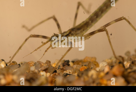 Ein Calopteryx Virgo schöne Prachtlibelle Nymphe. Foto in ein Aquarium einrichten und Kreatur freigegeben unverletzt danach Stockfoto