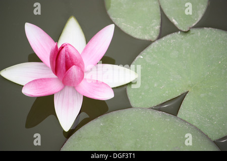 Rosa und weiße Lilie Blume blüht auf dem Wasser neben grünen Seerosen. Stockfoto