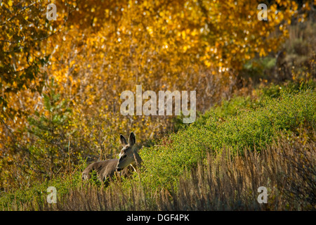 Maultierhirsch (Odocoileus Hemionus) Mineral King, Sequoia Nationalpark, Kalifornien Stockfoto