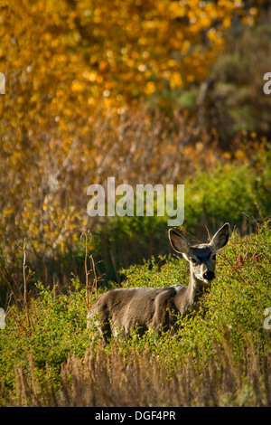 Maultierhirsch (Odocoileus Hemionus) Mineral King, Sequoia Nationalpark, Kalifornien Stockfoto